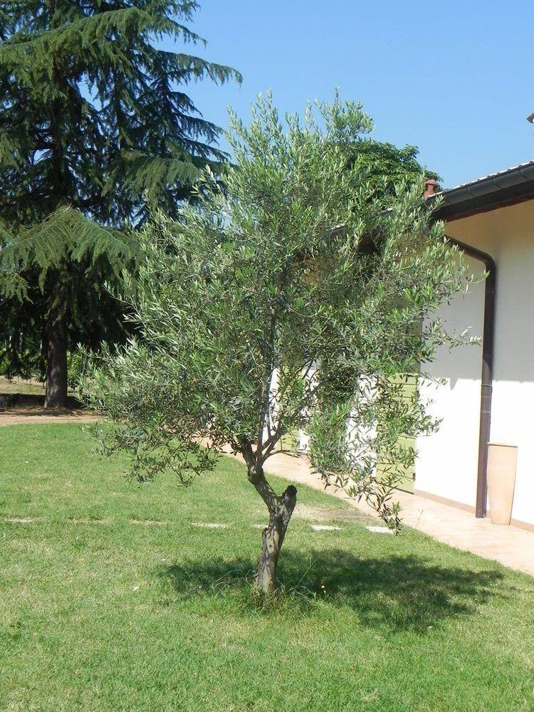 Caterina Residence Faenza Exteriör bild